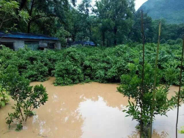 水災(zāi)后柑橘樹如何護(hù)理？